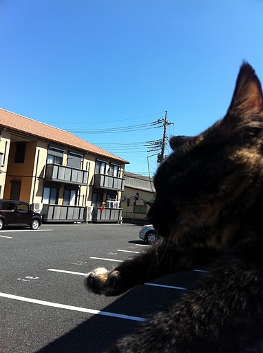猫店長プジョー猫ノラクロ　1000000602.JPG