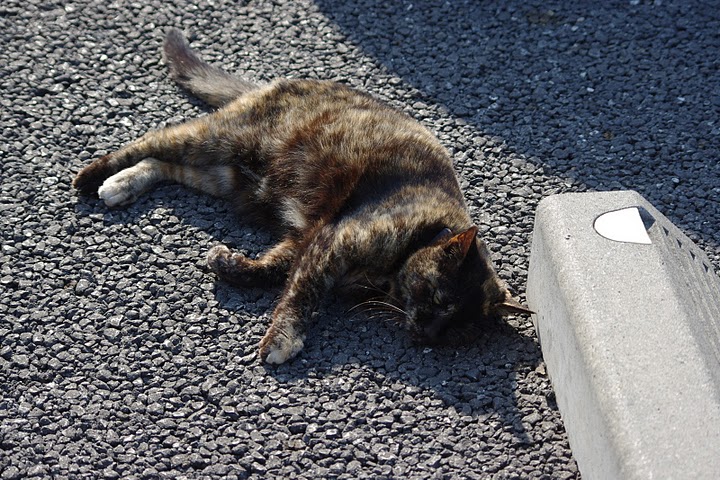ノラクロIMGP1505.JPG