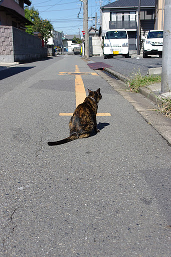 プジョー　猫店長　ノラクロ　のらくろIMGP2604.JPG