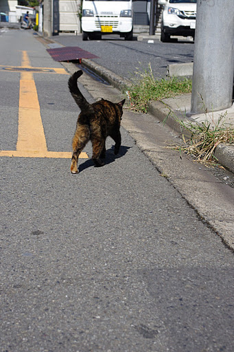 プジョー　猫店長　ノラクロ　のらくろIMGP2605.JPG