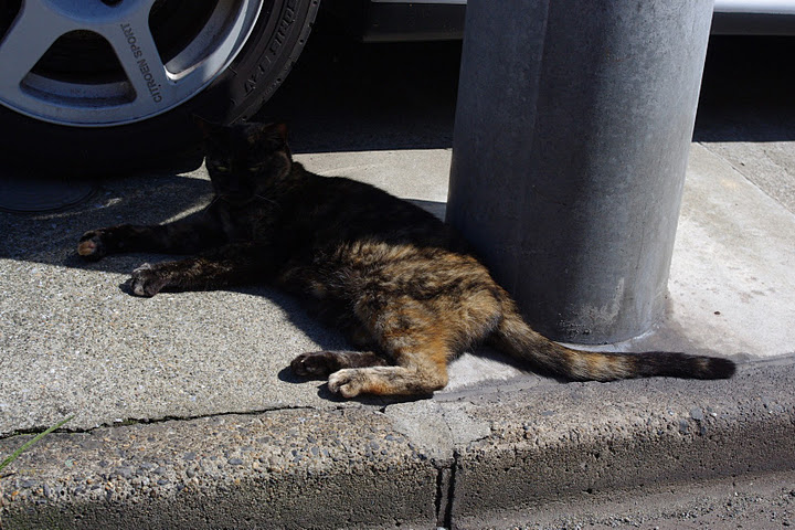 プジョー　猫店長　ノラクロ　のらくろIMGP2608.JPG