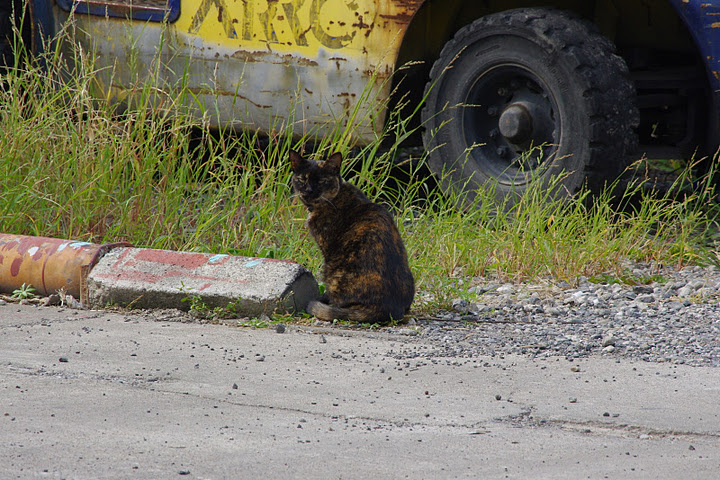 プジョー　猫店長　ノラクロ　のらくろIMGP2613.JPG