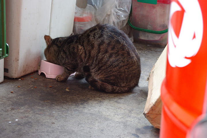 プジョー　猫店長　ノラクロ　のらくろIMGP2638.JPG