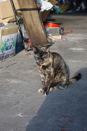 プジョー　猫店長　ノラクロ　のらくろIMGP2658.JPG