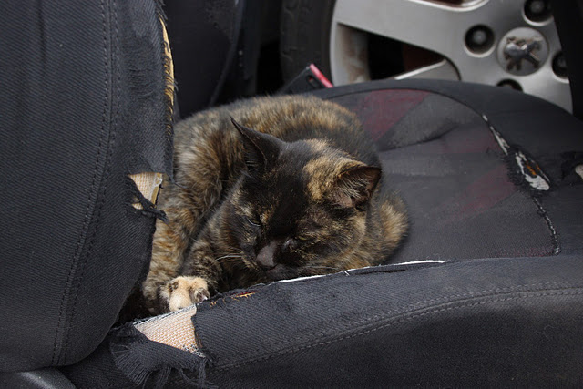 プジョー　猫店長　ノラクロ　のらくろIMGP2687.jpeg
