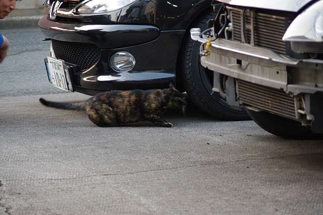 プジョー　猫店長　ノラクロ　のらくろIMGP2731.jpeg