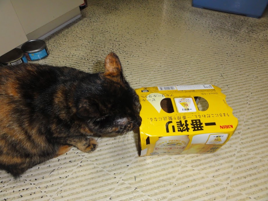 ねこ店長　ノラクロ　プジョーDSC05542.JPG