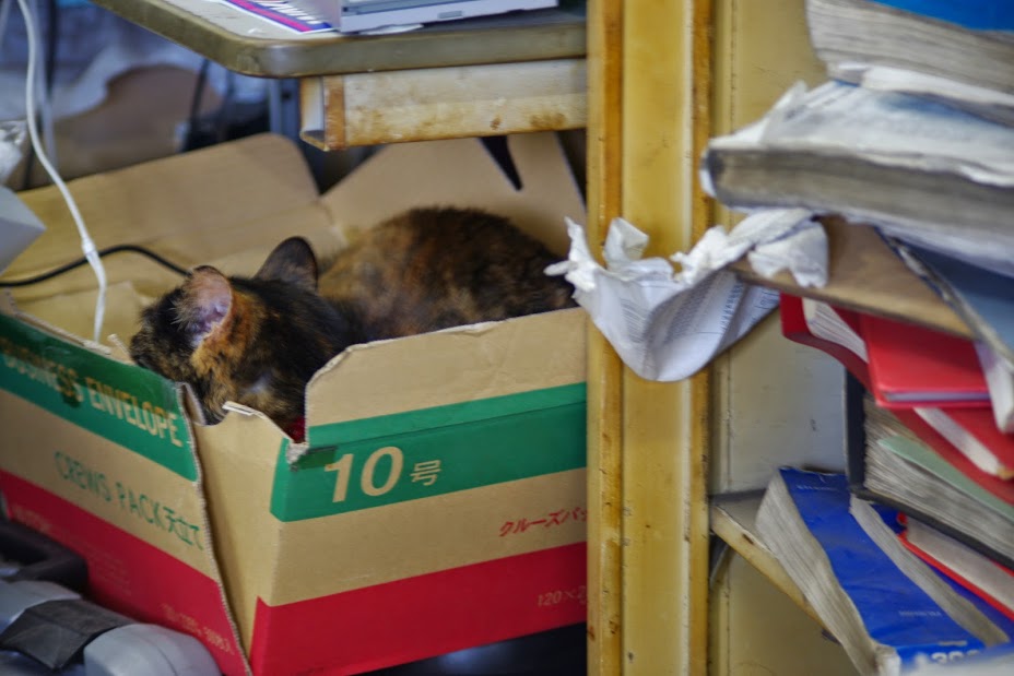 ねこ店長ノラクロプジョーIMGP6227.JPG