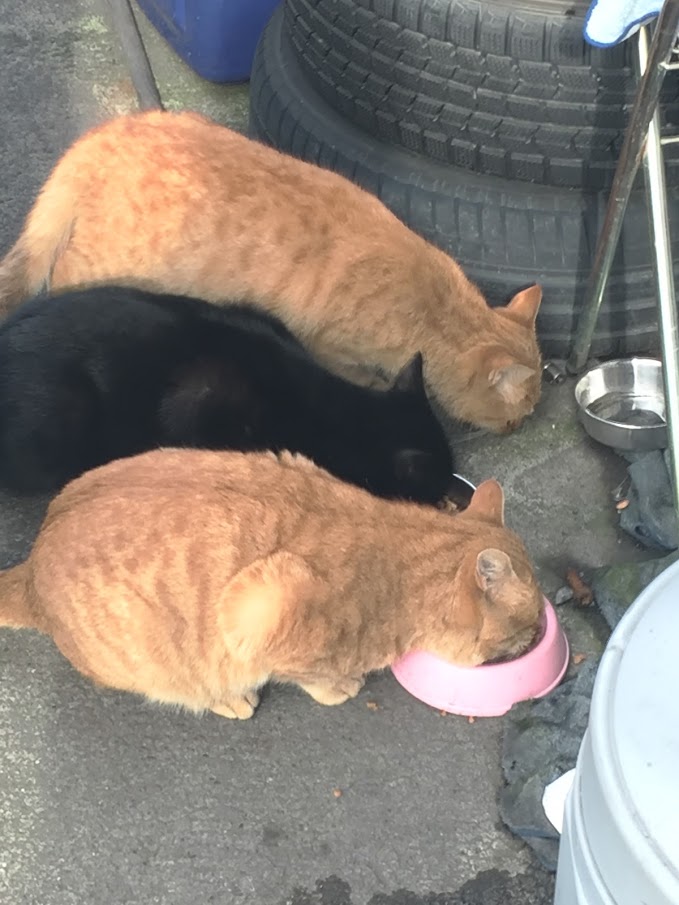 ねこ店長ノラクロプジョーIMG_3070.JPG